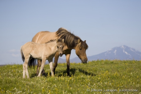 Iceland pony