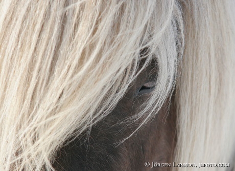 Iceland pony