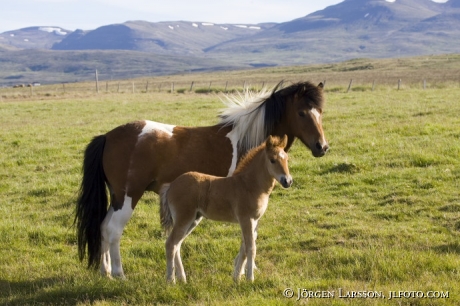 Iceland pony