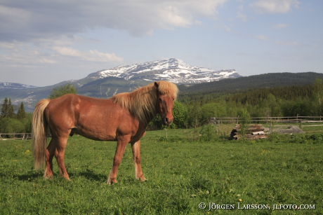 Iceland ponie  Jamtland Sweden