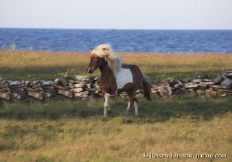 Iceland ponie   