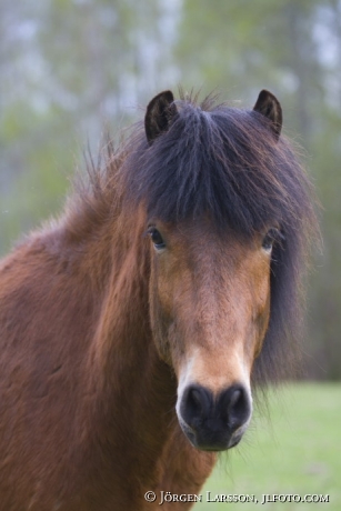 Iceland pony