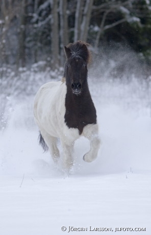 Iceland pony