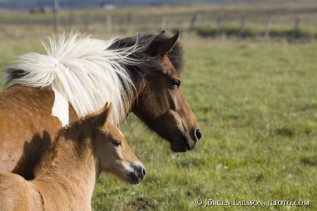 Iceland pony