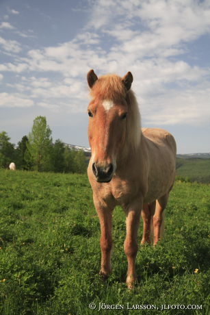 Iceland ponie  Jamtland Sweden