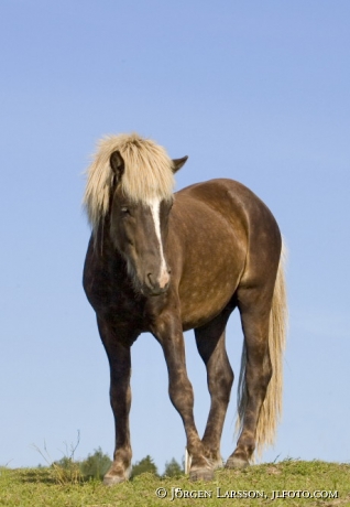 Iceland pony