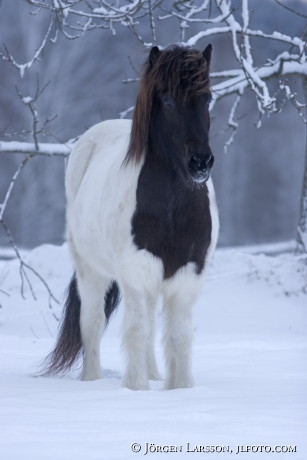 Iceland pony