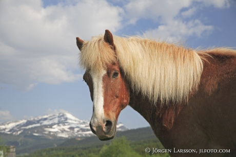 Iceland ponie  Jamtland Sweden