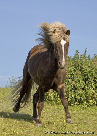 Iceland pony