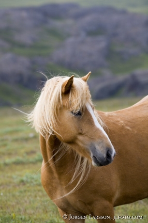 Iceland pony