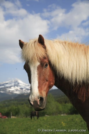 Iceland ponie  Jamtland Sweden