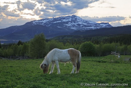 Iceland ponie  Jamtland Sweden