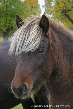 Iceland pony