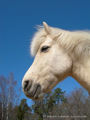 Iceland pony