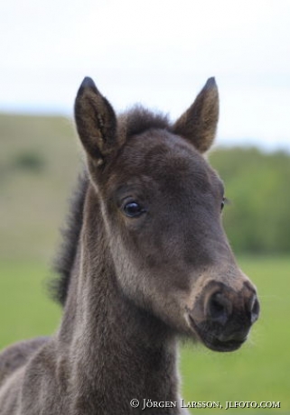 Iceland ponie foal 