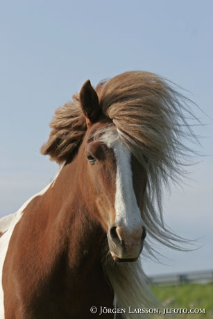 Iceland pony