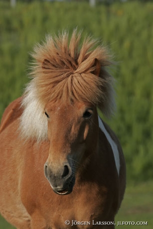 Iceland pony