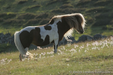 Iceland pony