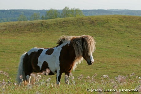 Iceland pony Skane Sweden