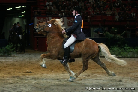 Iceland pony Globen 05