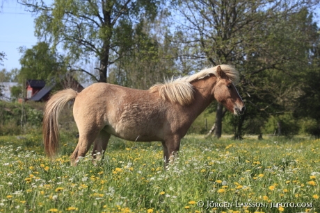 Icelandic horse   Oland Sweden