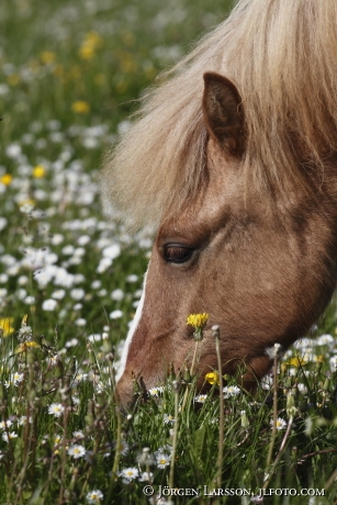 Icelandic horse   Oland Sweden