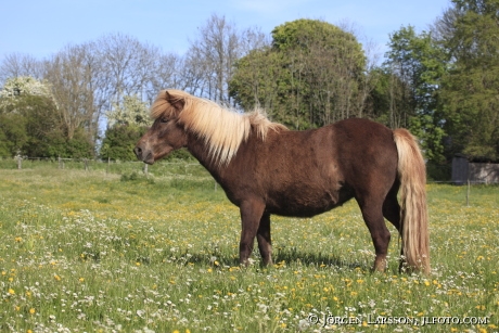 Icelandic horse   Oland Sweden