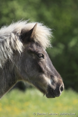 Icelandic horse   Oland Sweden