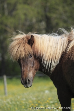 Icelandic horse   Oland Sweden