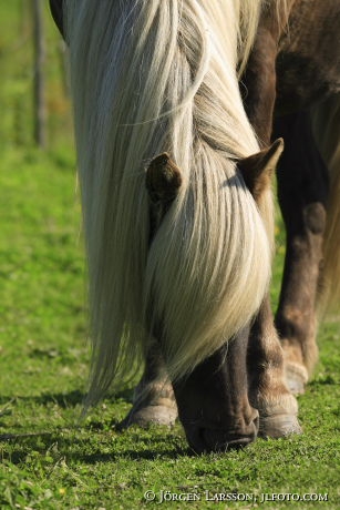 Iceland pony