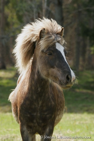 Iceland pony