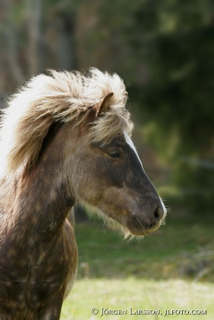 Iceland pony