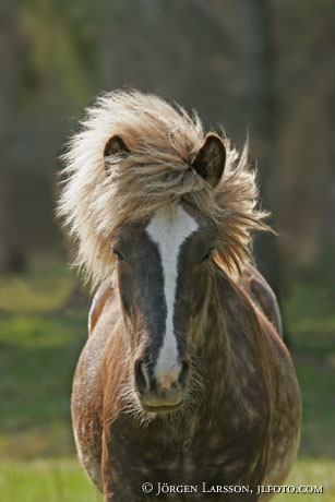 Iceland pony