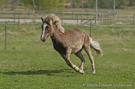 Iceland pony