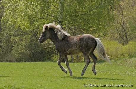 Iceland pony