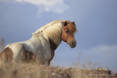 Icelandic horse  Stallion  Oland Sweden