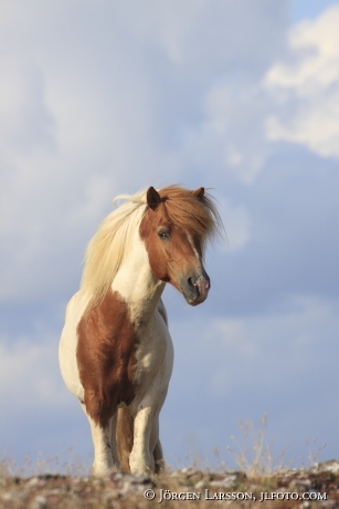 Icelandic horse   Stallion Oland Sweden