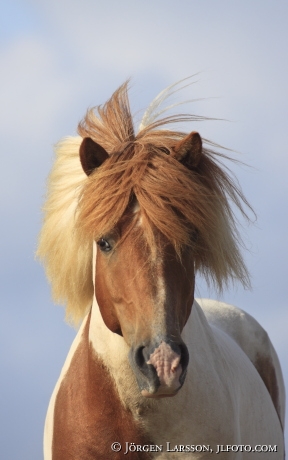 Icelandic horse   Stallion  Oland Sweden