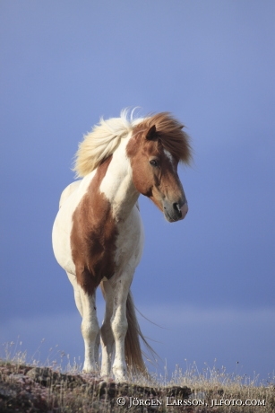 Icelandic horse   Stallion Oland Sweden