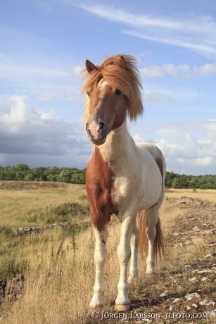 Icelandic horse   Oland Sweden