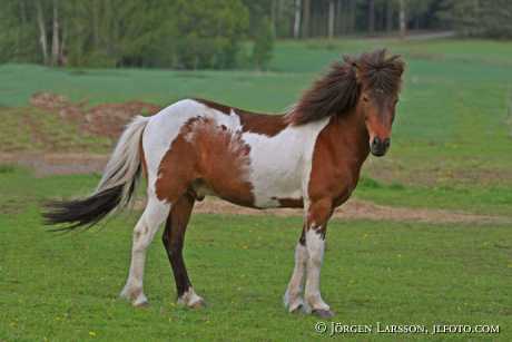 Iceland pony