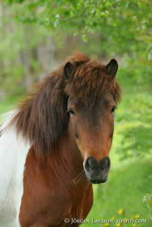 Iceland pony