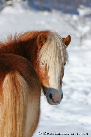 Iceland pony