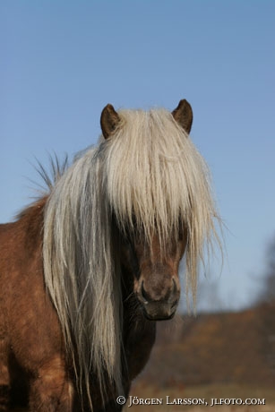 Iceland pony