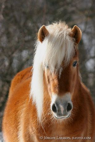 Island pony