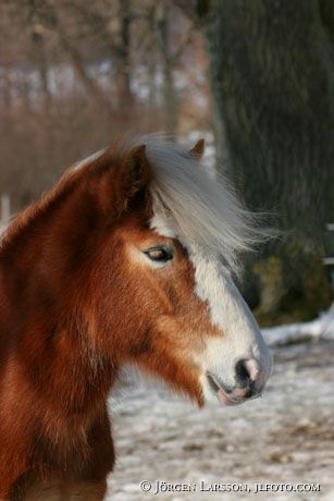 Iceland pony