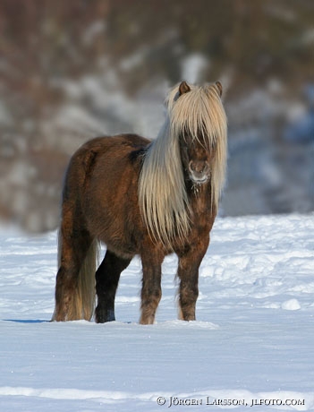 Iceland pony