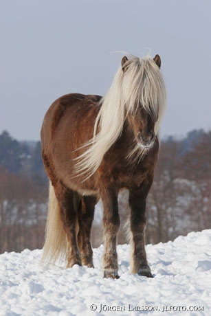 Iceland pony