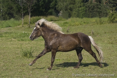 Iceland pony