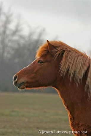 Iceland pony